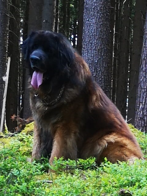 Veikko 9 Jahre